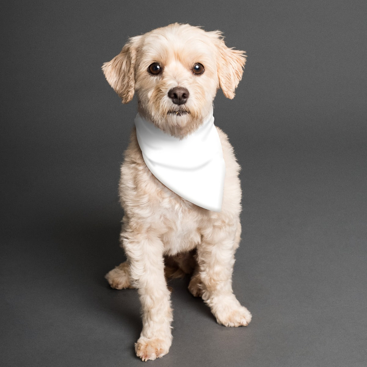 Atomic Realtor Pet's Scarf